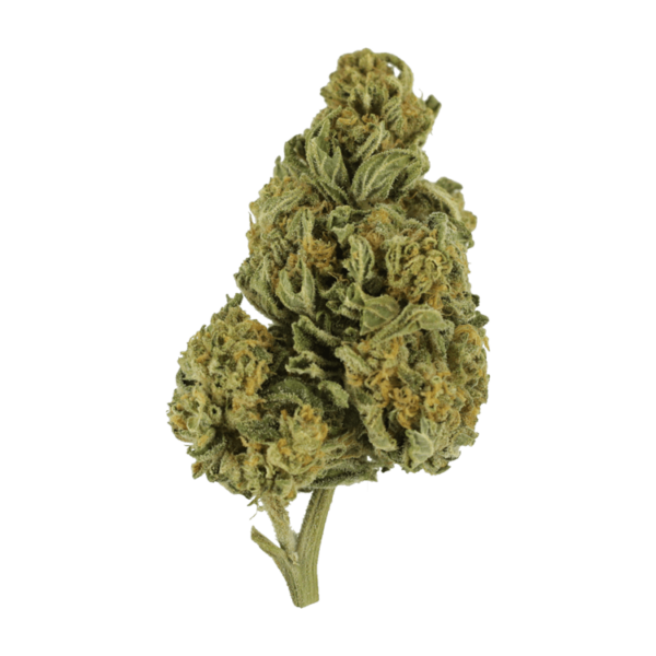 Blackwater | Canna Cabana Canada