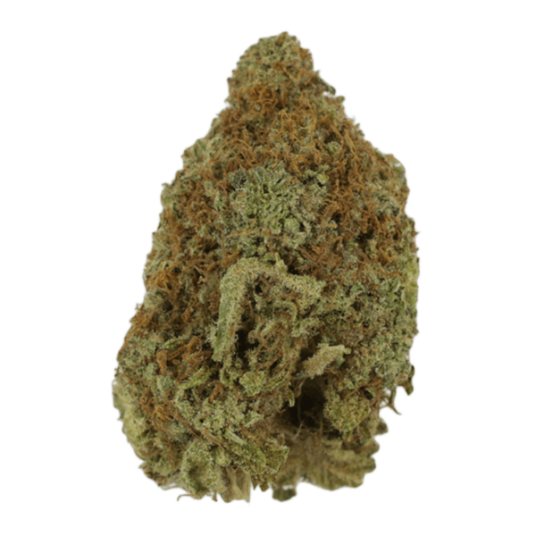 Mango Haze | Canna Cabana Canada