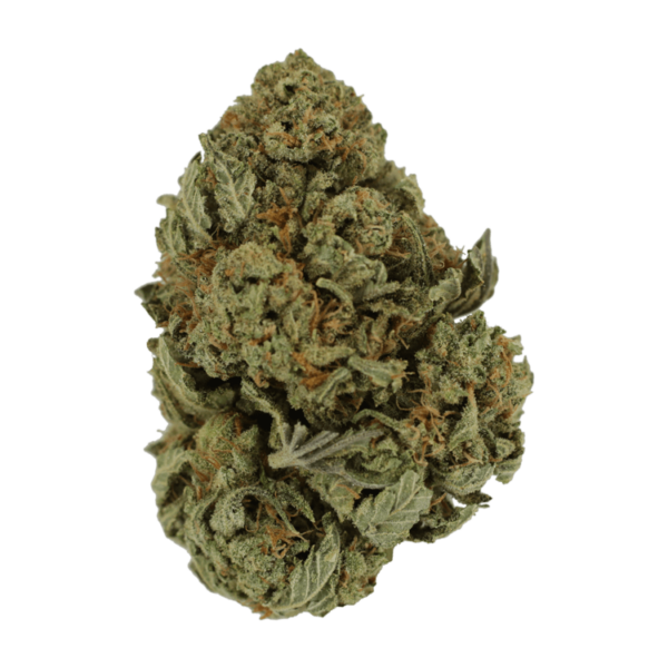 Master Kush Ultra | Canna Cabana Canada
