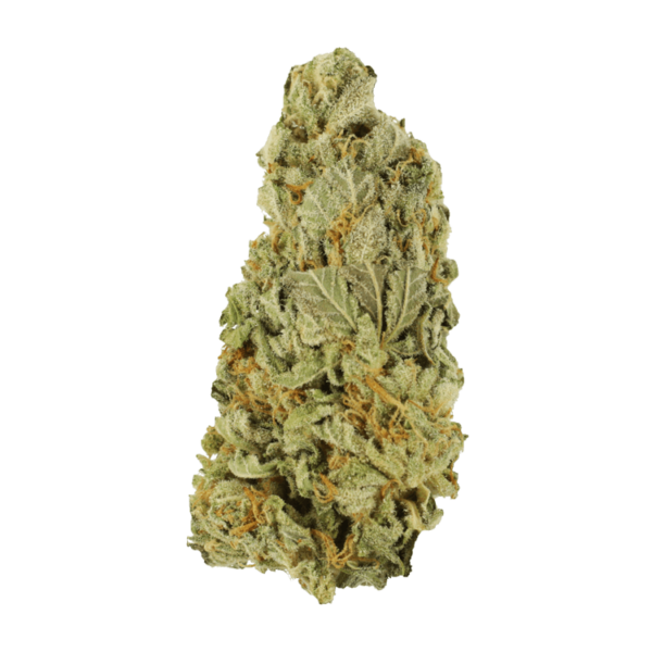 Green Congo | Canna Cabana Canada