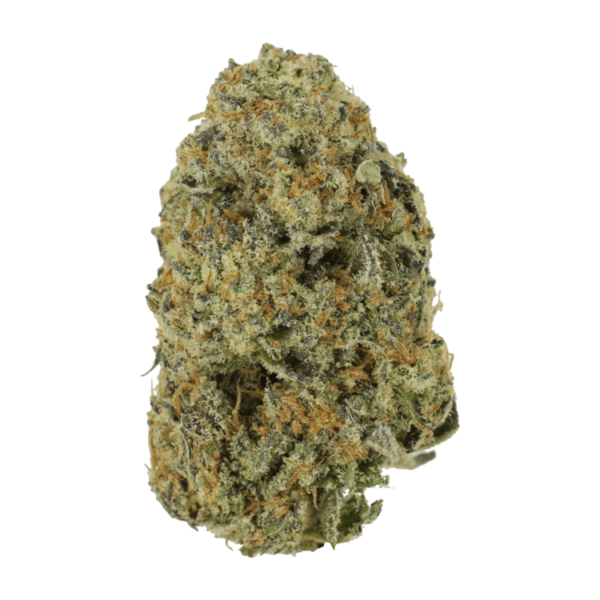 Northern Haze Express | Canna Cabana Canada