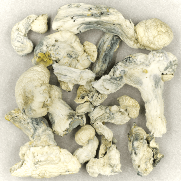 Cambodian Psilocybe Cubensis | Canna Cabana Canada