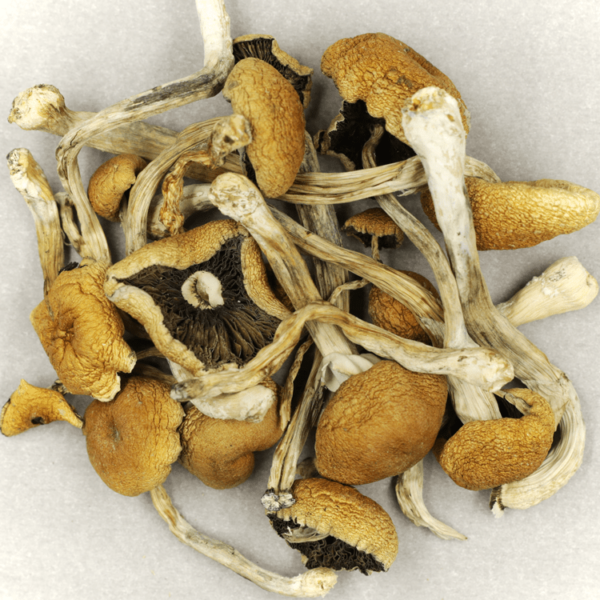 Cambodian Psilocybe Cubensis | Canna Cabana Canada
