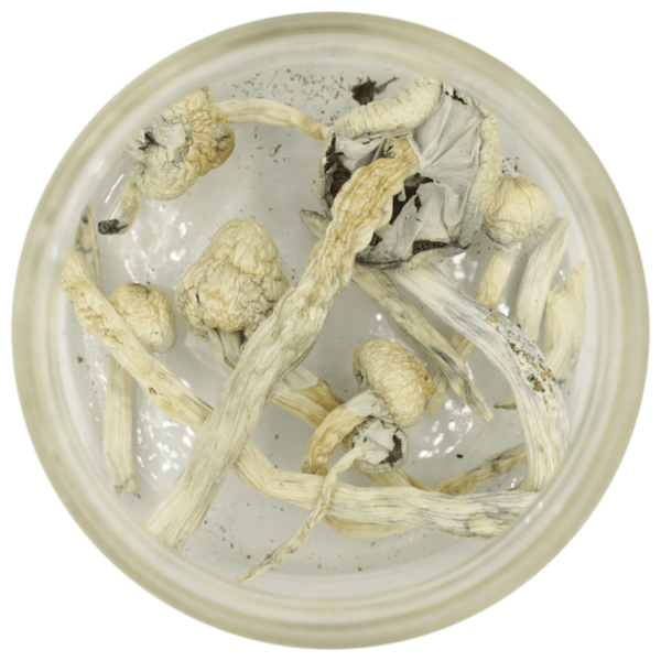Great White Monster Cubensis | Canna Cabana Canada