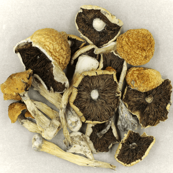 Penis Envy Cubensis | Canna Cabana Canada