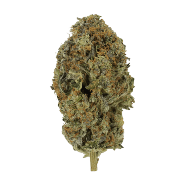 Acapulco Gold | Canna Cabana Canada