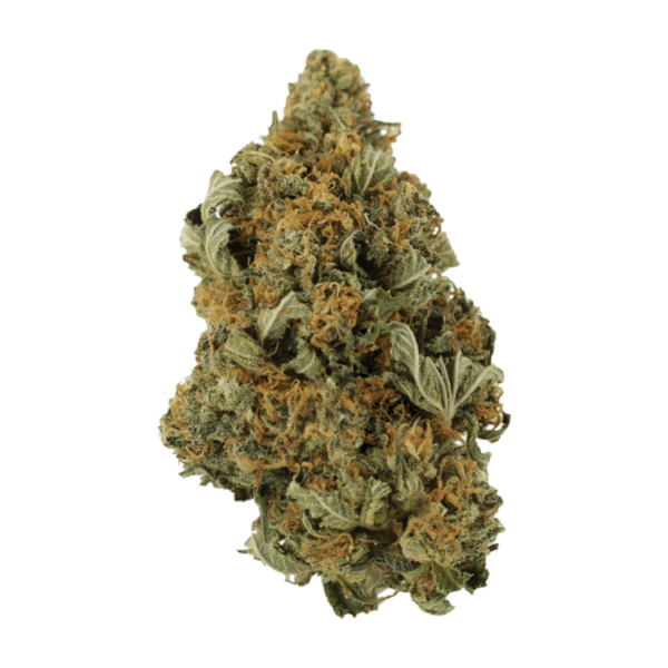 God’s Bubba | Canna Cabana Canada