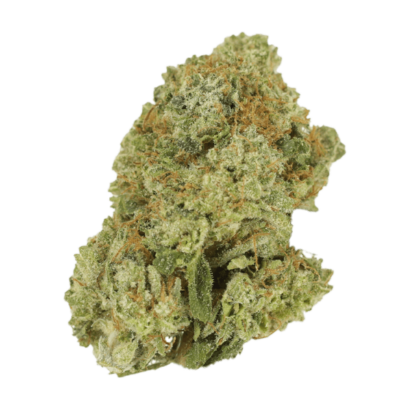 Malawi Gold | Canna Cabana Canada