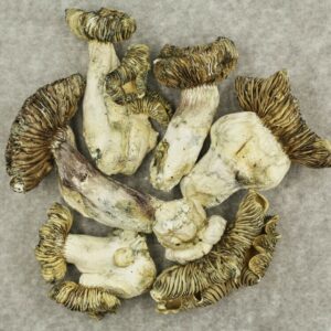 White Burma | Canna Cabana Canada