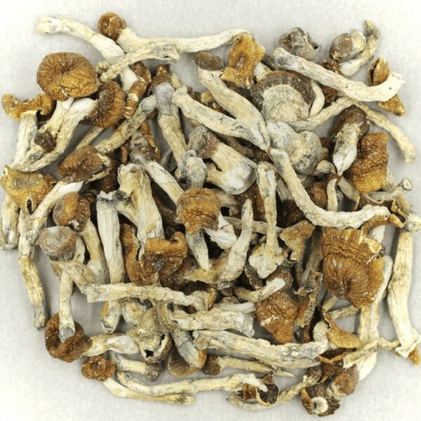 Florida White | Canna Cabana Canada