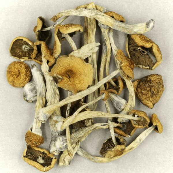 Psilocybe Cubensis Mexicana | Canna Cabana Canada
