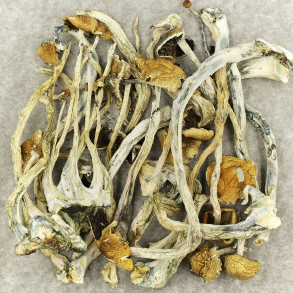 Amazonian Cubensis | Canna Cabana Canada