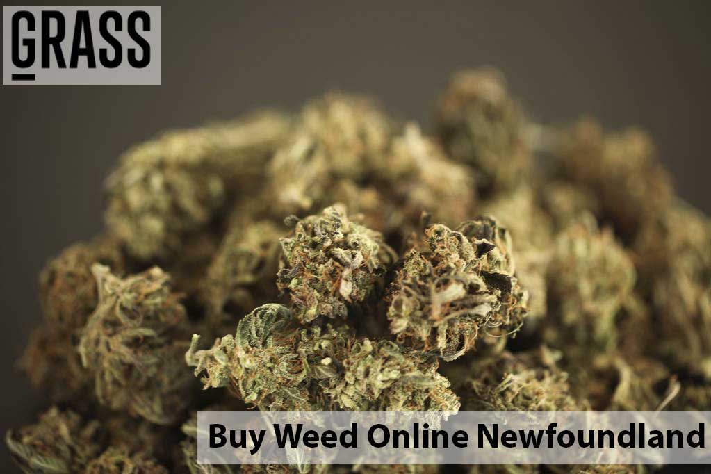 Buy cannabis Online Newfoundland | Canna Cabana Canada | Canna Cabana Canada