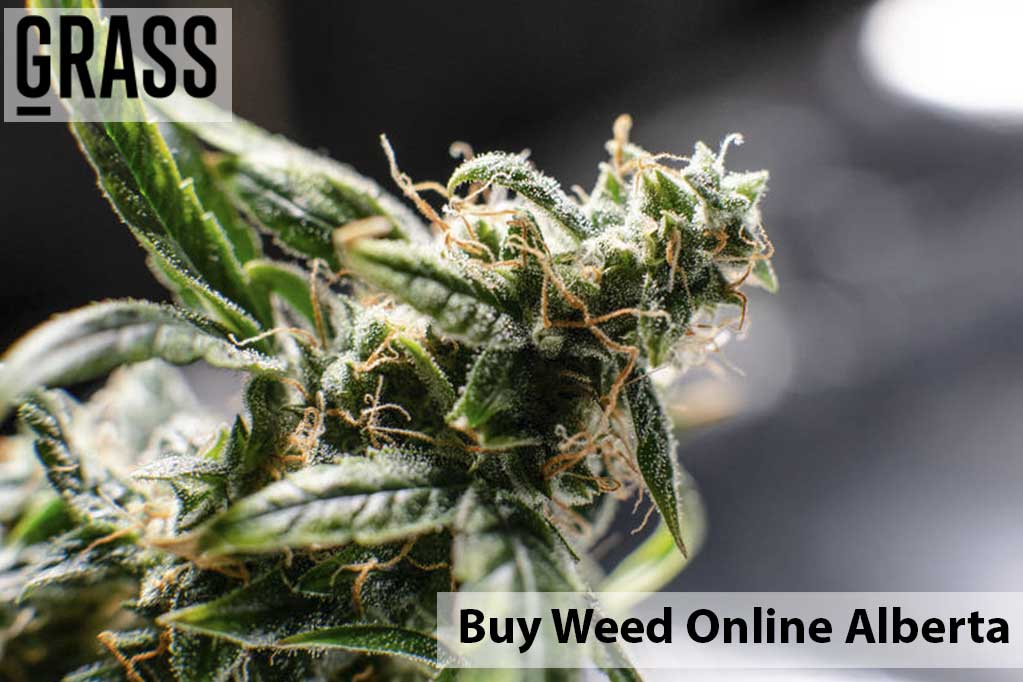 Buy cannabis Online Alberta | Canna Cabana Canada | Canna Cabana Canada