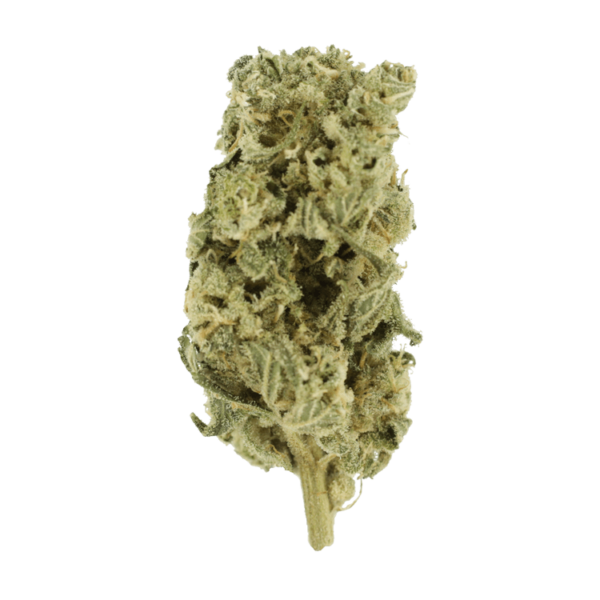 Hash Plant – 1oz / $60 | Canna Cabana Canada