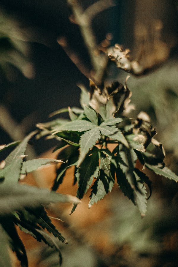 cannabis Online Delivery Quebec City | Canna Cabana Canada | Canna Cabana Canada