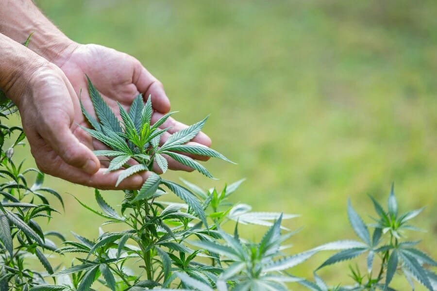 Buy cannabis Online Alberta | Canna Cabana Canada | Canna Cabana Canada