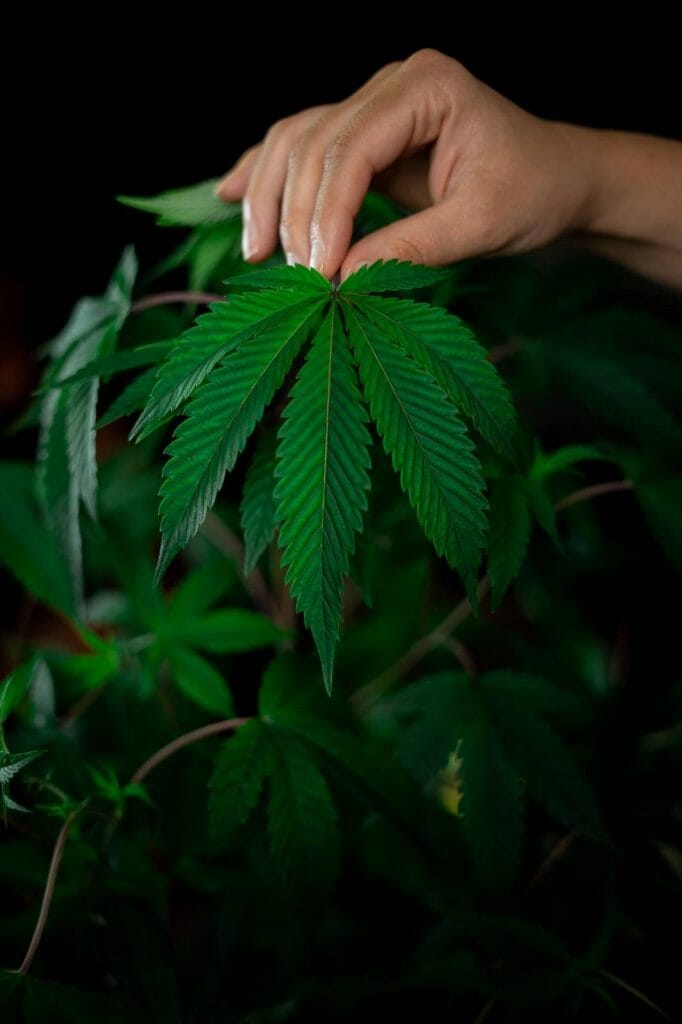A Guide on How to Safely Buy cannabis Online in Canada | Canna Cabana Canada | Canna Cabana Canada